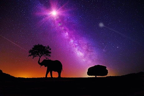 elephant-savannah