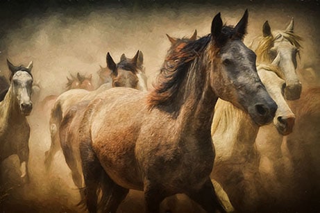 horse-team