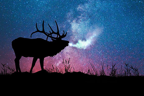 moose-bugle